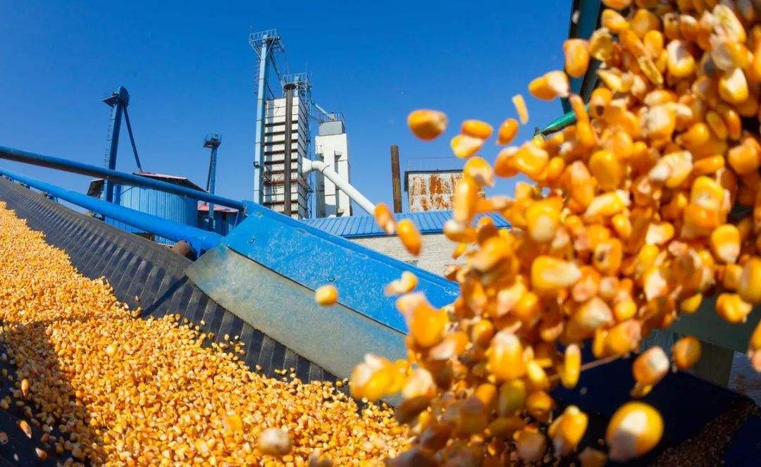 7月21日全国玉米价格行情，玉米持续性上涨动力不足，均价开始下跌！
