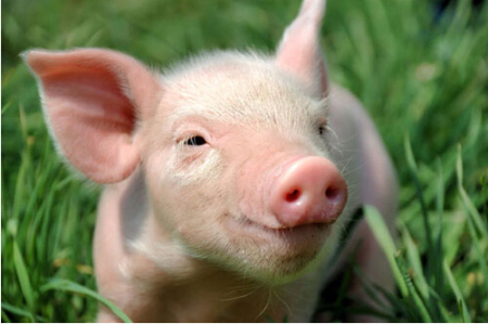 7月21日全国15公斤仔猪价格表，饲料涨价，仔猪要跟涨？