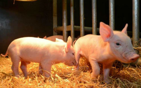 7月21日全国10公斤仔猪价格表，仔猪价格持续高企，单价不低于100元每公斤！