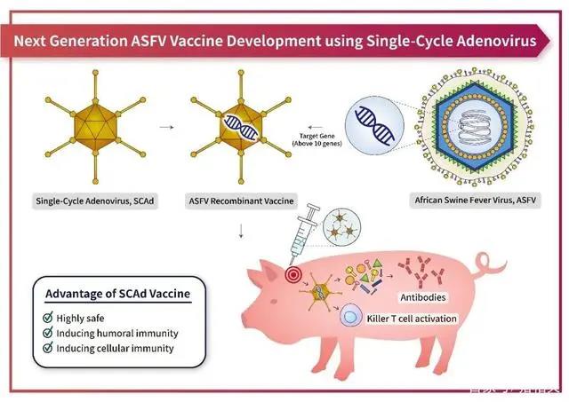 韩国公司与美国大学合作开发新技术非洲猪瘟疫苗！