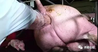 母猪繁殖障碍病