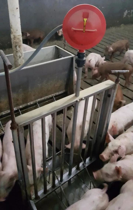 集约化猪场