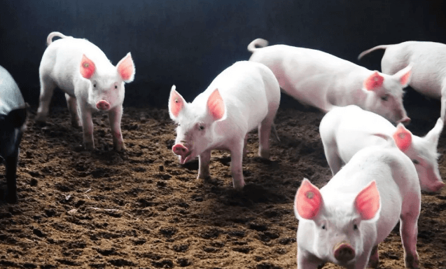 上半年生猪出栏仅2.5亿头！阿根廷900万吨猪肉欲来华！全球盯紧中国市场！ 