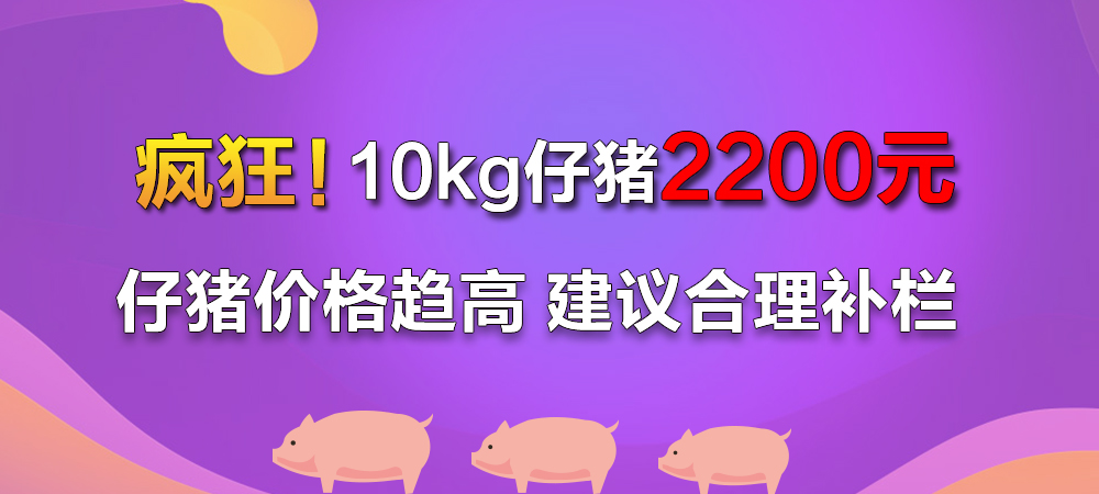 疯狂！10kg仔猪2200元？仔猪价格趋高 建议合理补栏！