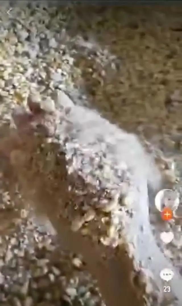 王丽在举报视频中拍摄的玉米堆中的灰、渣等筛下物。视频截图