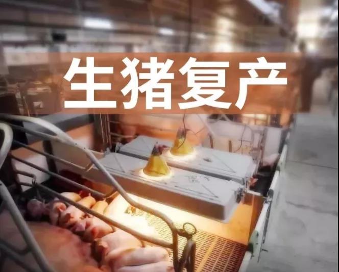 生猪复产