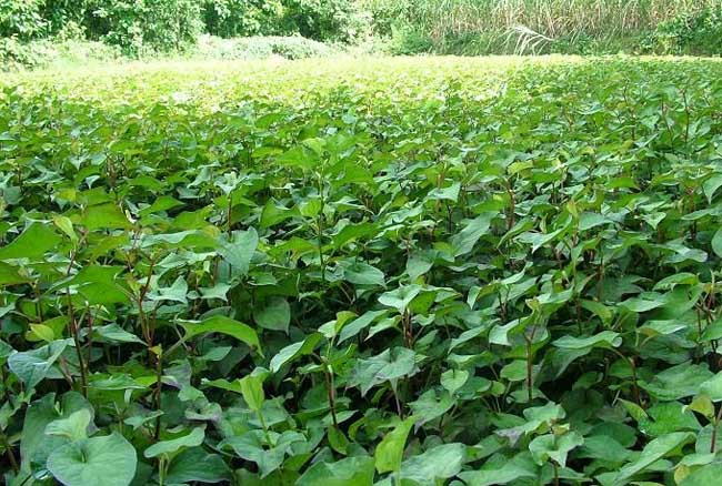 解读“鱼腥草”在子宫炎、肺炎、链球菌等方面的运用