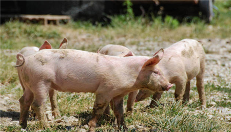7月24日全国猪价继续下跌，养殖户开始担心一跌不起，要亏本了？