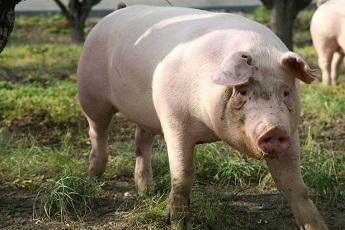 国家统计局：7月中旬生猪价格较上旬涨1.1%