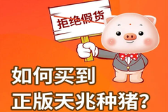 拒绝假货，教你如何买到正版天兆种猪！
