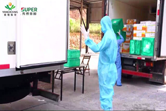 淘汰500头母猪后，他做了一个新选择！