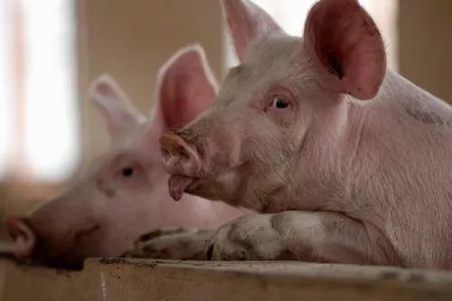 猪价高企养猪却亏损2.96亿，这家养殖企业终止上市计划