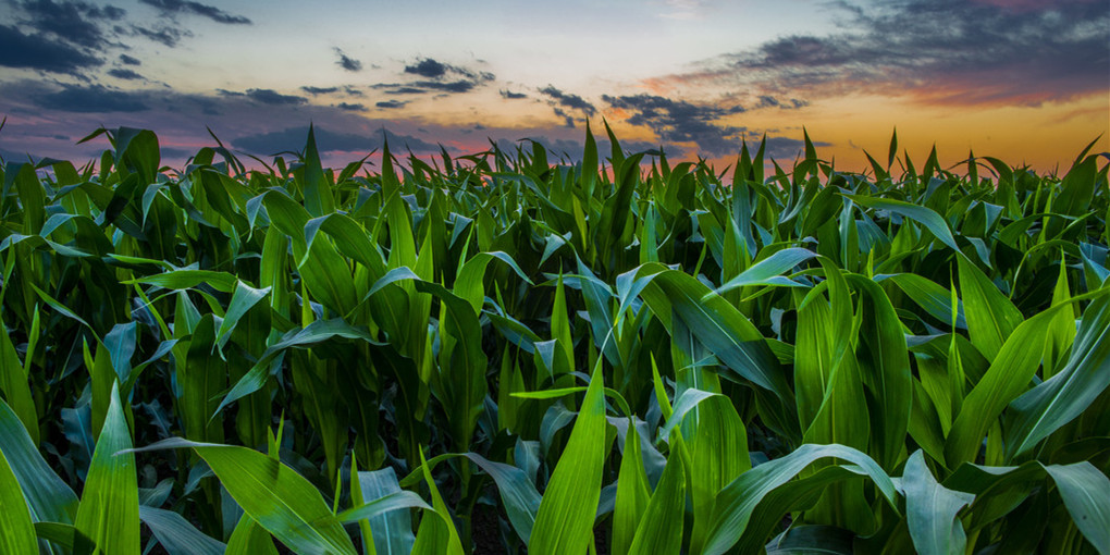 国内外玉米价格背道而行 后期走势如何？