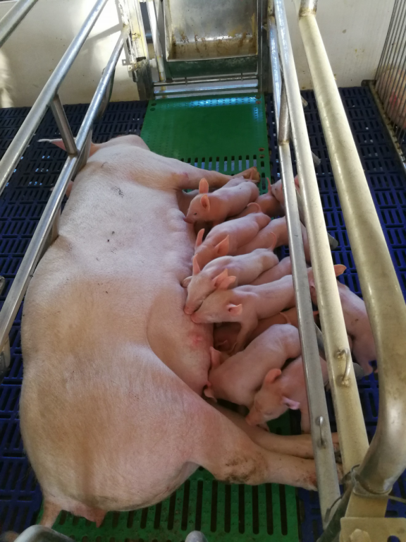 产房母猪及仔猪