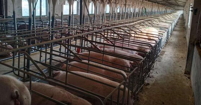 现代农业基金支持的生猪养殖企业复产的养殖场内部场景 　　