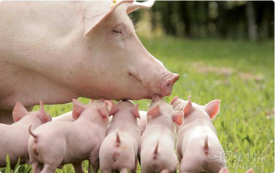8月1日全国10公斤仔猪价格表，行情好，供应紧，价格持续高企！