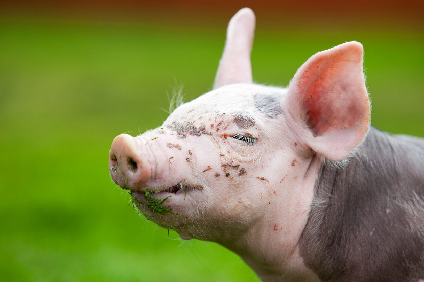 美国：开发出突破性的非洲猪瘟活毒检测方法