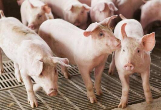 农发行山东省分行大力支持生猪产业惠民生