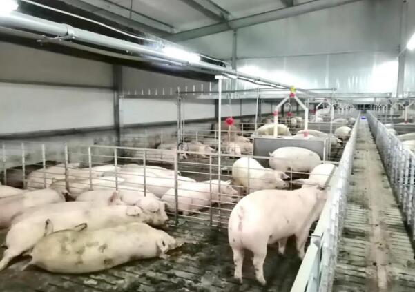 贷款支持的阆中大北农公司商品猪饲养室 　　
