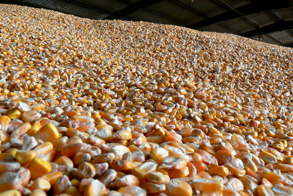 2020年上半年，我国在全球大力采购 小麦和玉米