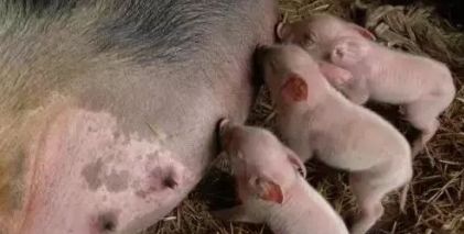 母猪生产管理：母猪缩宫素是“害人精”还是“神药”？