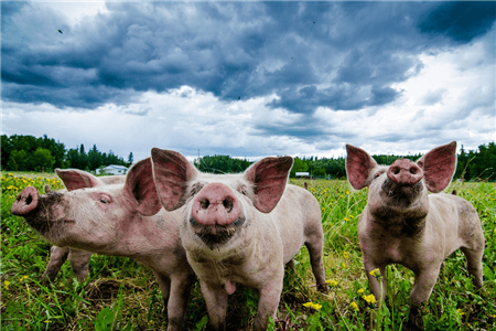 江苏泰兴：加快恢复生猪产业 保障“舌尖上的幸福”