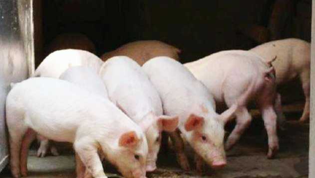 夏季高温对各阶段猪都会造成什么影响？该如何避免？