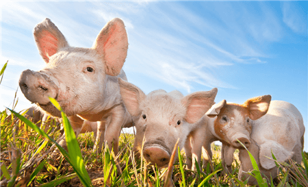 江西推出“生猪企业贷” 最高单笔可贷1000万元