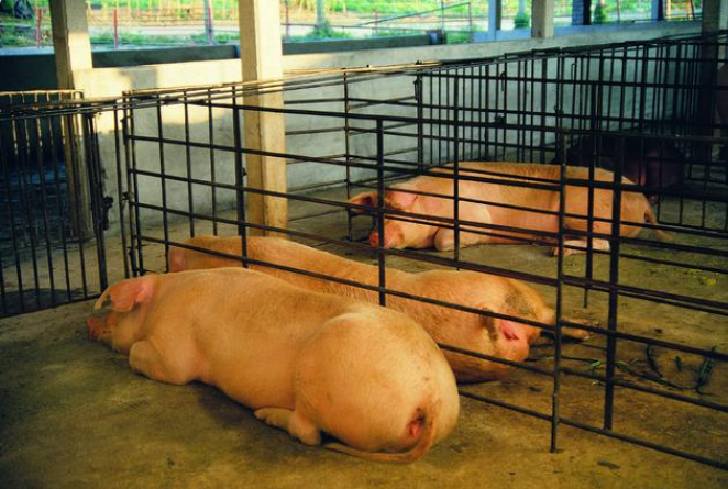 批次化生产管理：后备母猪的配种程序与管理目标