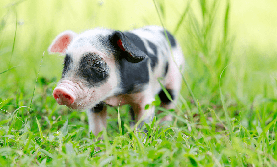 8月7日全国10公斤仔猪价格表，仔猪价格高企，各省市仔猪的报价均高于120元/公斤！