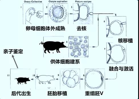 非洲猪瘟