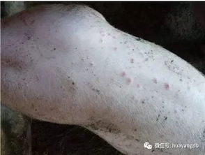 猪各种皮肤病的症状，以及有关病症的治疗方法，建议收藏！
