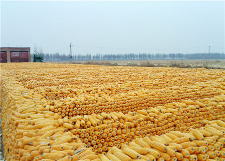 8月10日饲料原料价格：企业下调玉米收购价，豆粕提货创新高！