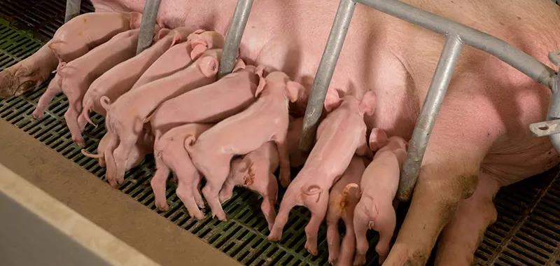 现代高产母猪的培育，提高母猪产仔数的同时也伴随的缺点。