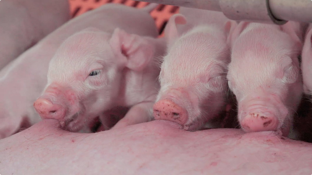 产房管理：产房仔猪的饲喂及断奶程序