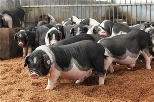 技术管理：如何把控母猪排卵配种的最佳时间？