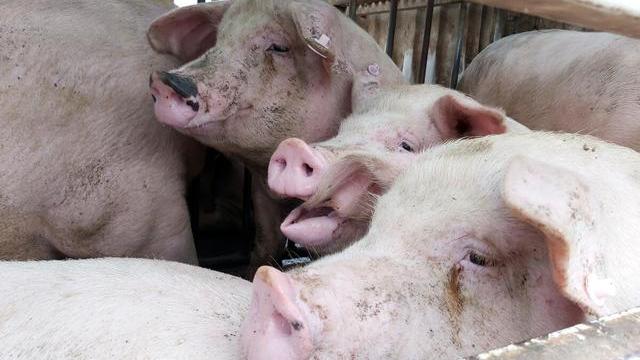 缺猪350万头，8月下旬猪价恐突破19元，消费者：猪肉何时降价？