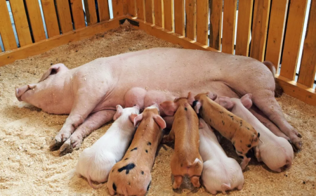 养猪高手们一起来掐算一下，算一算您的母猪会在哪天分娩？