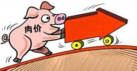 全国猪肉价格黑龙江最低 半年外运生猪24万头