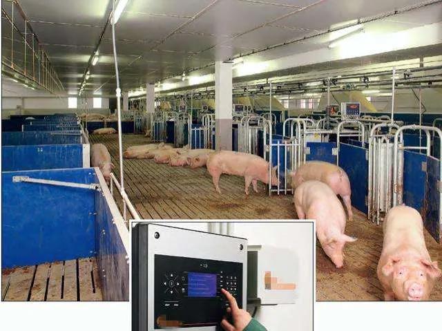 规模化猪场智能化饲养设备发展现状及成本效益