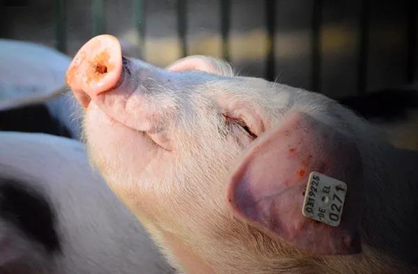 非洲猪瘟暴发率居高不下 下半年中国肉类进口量或先跌后涨