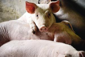 生猪地位水涨船高 下半年猪肉供应将持续改善