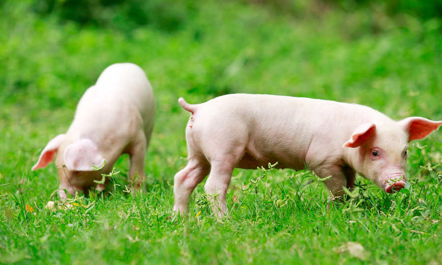 猪价下跌现象再度加快，养殖户出栏意愿有所加强