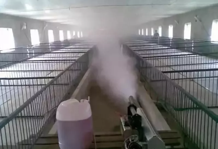 非洲猪瘟