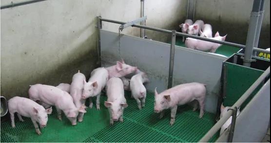 注射“异普克”替代公猪去势：生产效率更高，猪肉品质更好，还可减少抗生素使用！