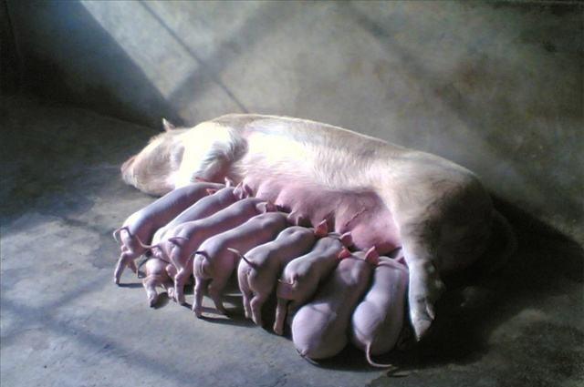养猪技术：4招助你提高母猪产仔数，窝产13头并不难
