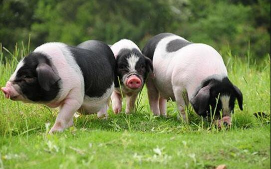 生猪存栏量大增！8-12月还缺猪吗？下半年：猪价大预测！