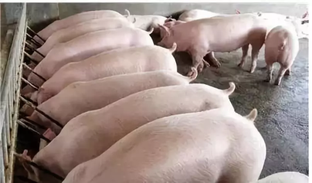 武汉将有两个生猪产业养殖项目投产