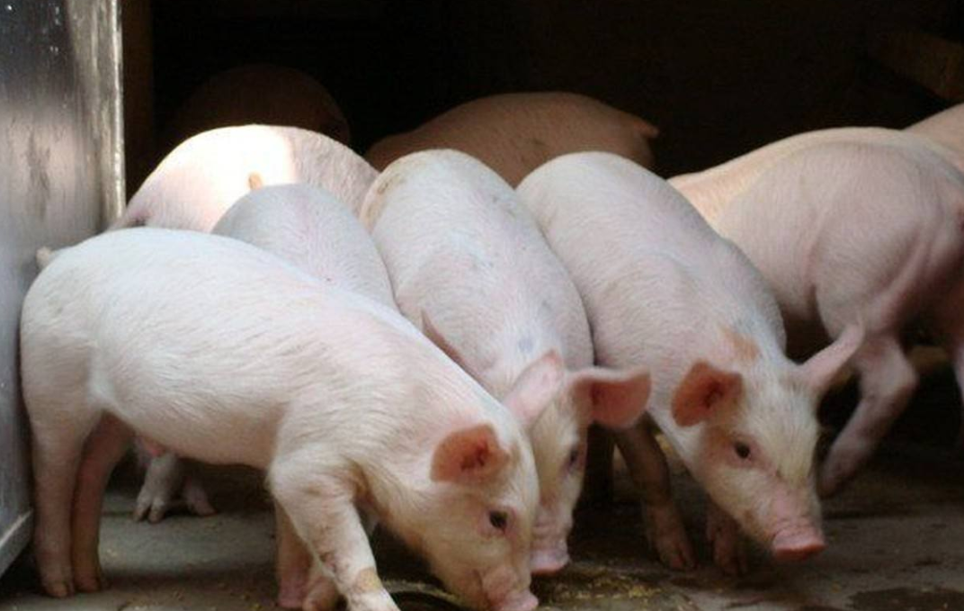 上半年湖北生猪生产利润300亿元 存栏大幅增加