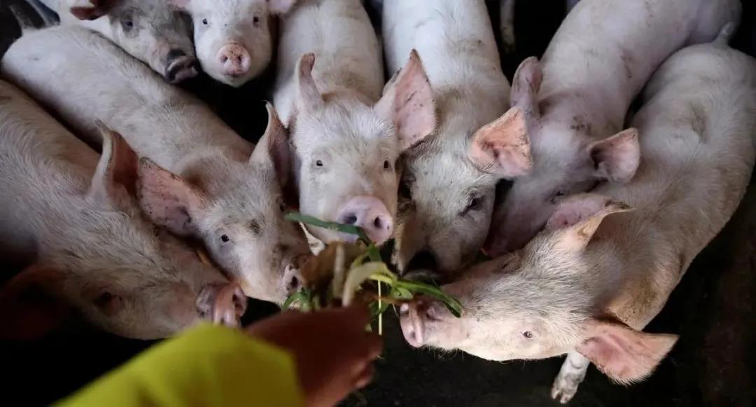 外部分析：中国2021年末生猪存栏恢复80%
